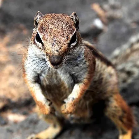 Anju Villas, Tamara * Corralejo